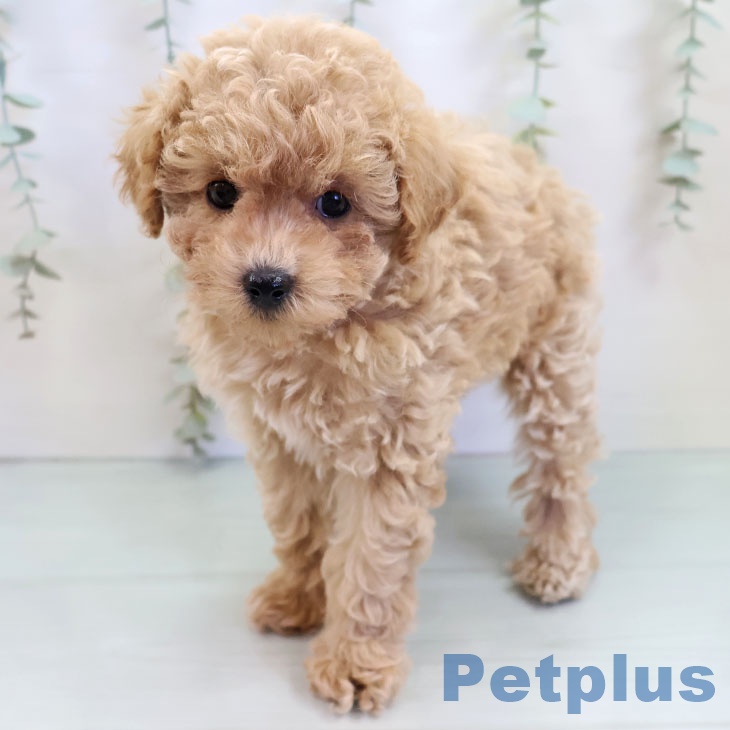 熊本県のトイプードル(トイ) (ペットプラス 熊本店/2025年9月24日生まれ/女の子/アプリコット)の子犬の1枚目の画像