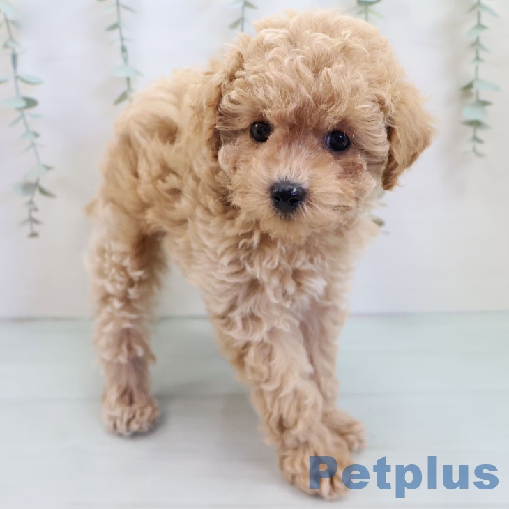 熊本県のトイプードル(トイ) (ペットプラス 熊本店/2025年9月24日生まれ/女の子/アプリコット)の子犬の2枚目の画像