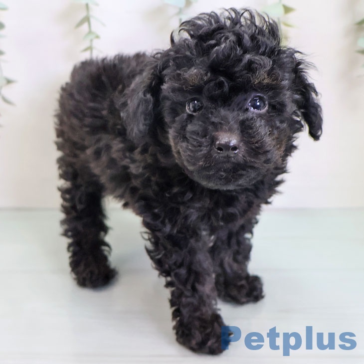 福岡県のトイプードル(トイ) (ペットプラス 福岡店/2025年9月25日生まれ/男の子/ブラックタン)の子犬