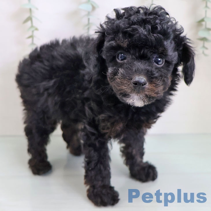 福岡県のトイプードル(トイ) (ペットプラス 小倉南店/2025年9月25日生まれ/男の子/ブラックタン)の子犬の1枚目の画像