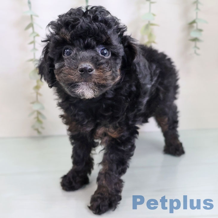 福岡県のトイプードル(トイ) (ペットプラス 小倉南店/2025年9月25日生まれ/男の子/ブラックタン)の子犬の2枚目の画像