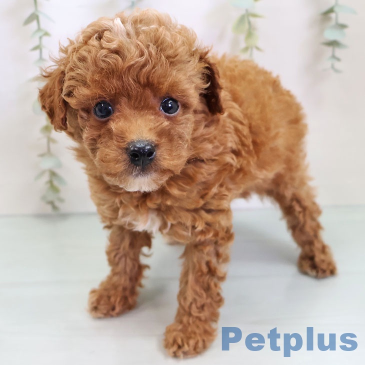 宮崎県のトイプードル(トイ) (ペットプラス 宮崎店/2025年9月25日生まれ/男の子/レッド)の子犬の1枚目の画像