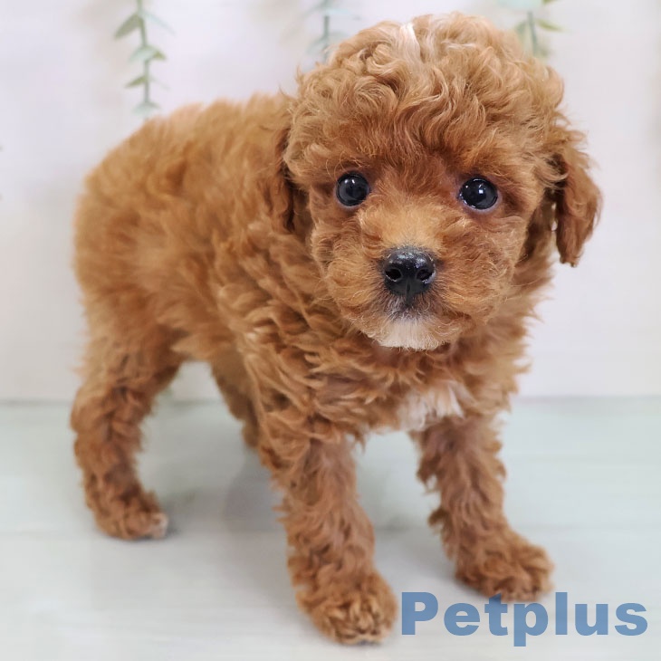 宮崎県のトイプードル(トイ) (ペットプラス 宮崎店/2025年9月25日生まれ/男の子/レッド)の子犬の2枚目の画像