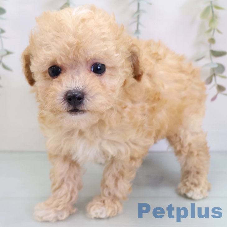 福岡県のトイプードル(トイ) (ペットプラス 香椎浜店/2025年9月25日生まれ/女の子/アプリコット)の子犬