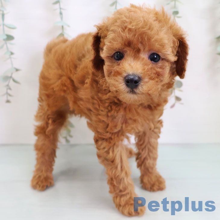 トイ・プードル