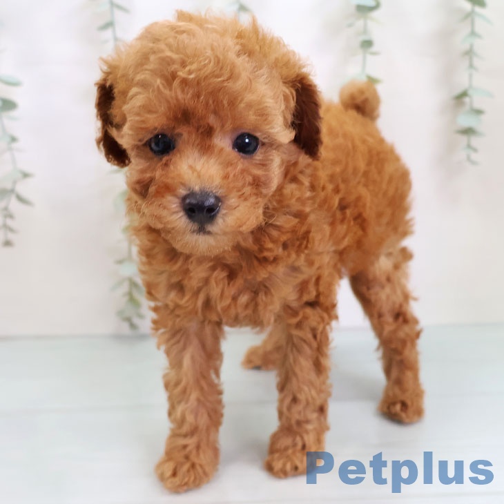 福岡県のトイプードル(トイ) (ペットプラス 黒崎店/2025年9月25日生まれ/女の子/レッド)の子犬の2枚目の画像