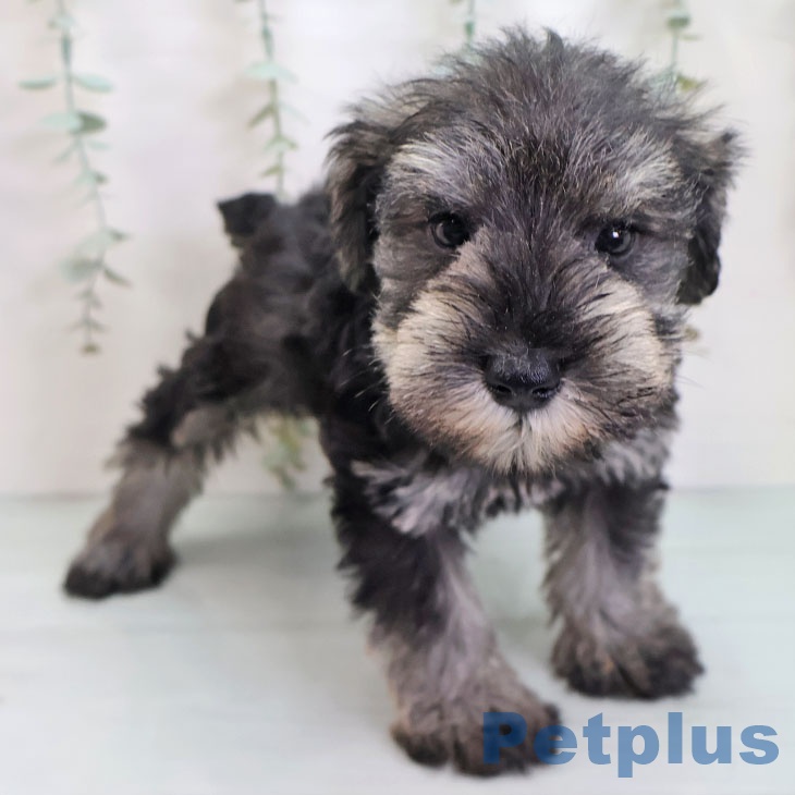 京都府のミニチュアシュナウザー (ペットプラス イオンモールKYOTO店/2025年9月24日生まれ/男の子/ソルトペッパー)の子犬の1枚目の画像