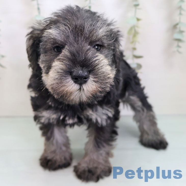 京都府のミニチュアシュナウザー (ペットプラス イオンモールKYOTO店/2025年9月24日生まれ/男の子/ソルトペッパー)の子犬の2枚目の画像