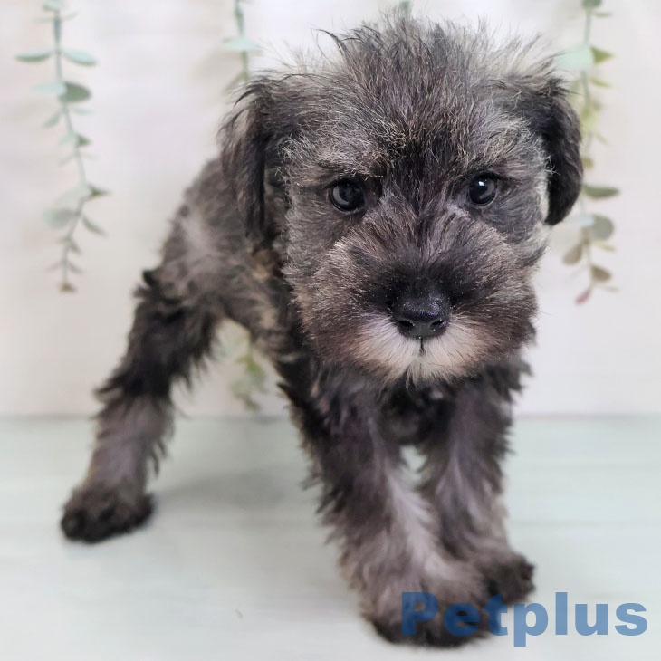 大阪府のミニチュアシュナウザー (ペットプラス イオン大日店/2025年9月24日生まれ/男の子/ソルトペッパー)の子犬の1枚目の画像