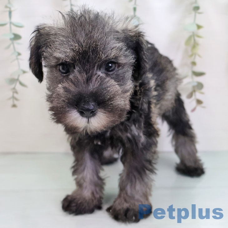 大阪府のミニチュアシュナウザー (ペットプラス イオン大日店/2025年9月24日生まれ/男の子/ソルトペッパー)の子犬の2枚目の画像