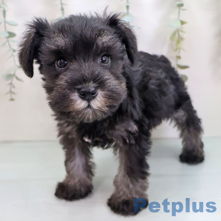 ミニチュア・シュナウザー