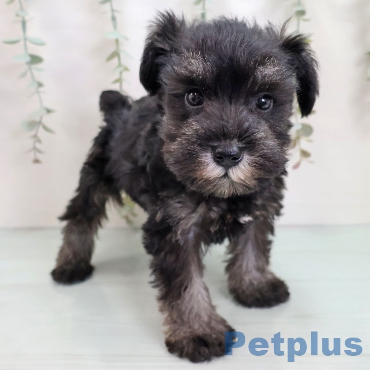 福岡県のミニチュアシュナウザー (ペットプラス ららぽーと福岡店/2025年9月24日生まれ/男の子/ブラックシルバー)の子犬の2枚目の画像