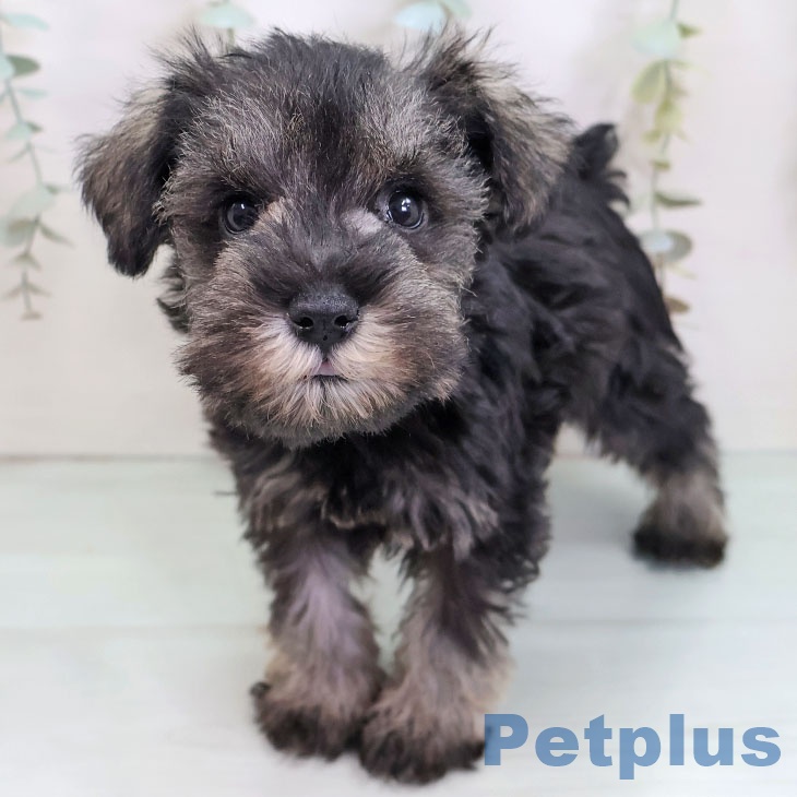 福岡県のミニチュアシュナウザー (ペットプラス 八幡東店/2025年9月24日生まれ/女の子/ソルトペッパー)の子犬の1枚目の画像