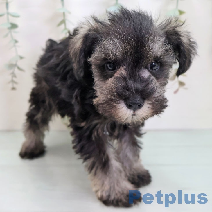福岡県のミニチュアシュナウザー (ペットプラス 八幡東店/2025年9月24日生まれ/女の子/ソルトペッパー)の子犬の2枚目の画像