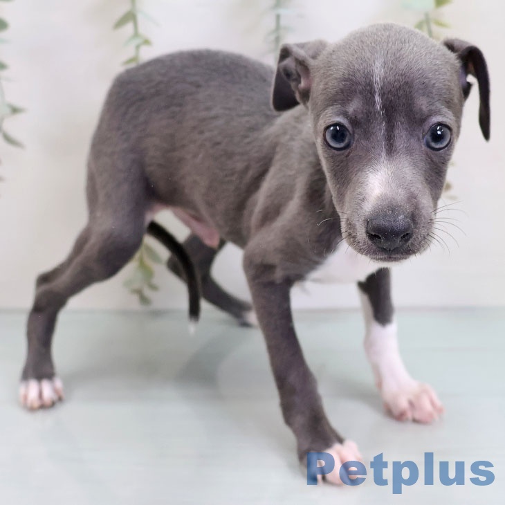 イタリアン・グレーハウンド