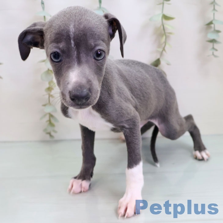 イタリアン・グレーハウンドの写真2