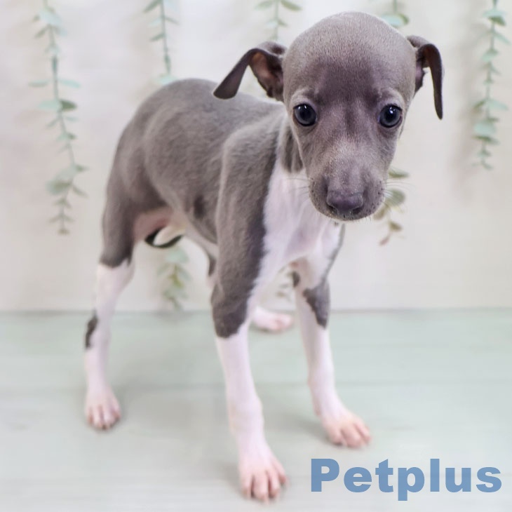 沖縄県のイタリアングレーハウンド (ペットプラス 沖縄ライカム店/2025年9月26日生まれ/女の子/ブルーホワイト)の子犬の1枚目の画像