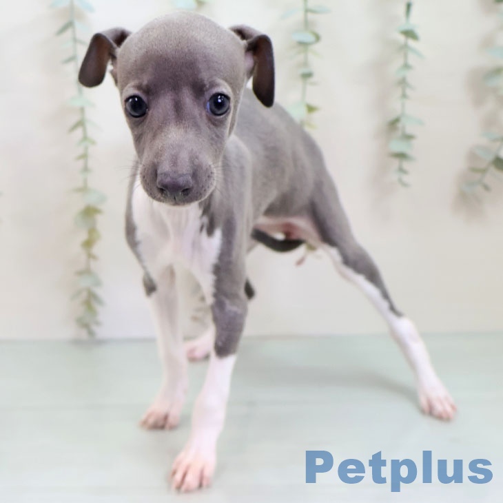 沖縄県のイタリアングレーハウンド (ペットプラス 沖縄ライカム店/2025年9月26日生まれ/女の子/ブルーホワイト)の子犬の2枚目の画像