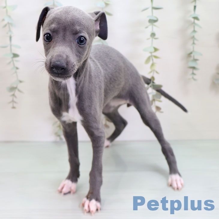 イタリアン・グレーハウンド