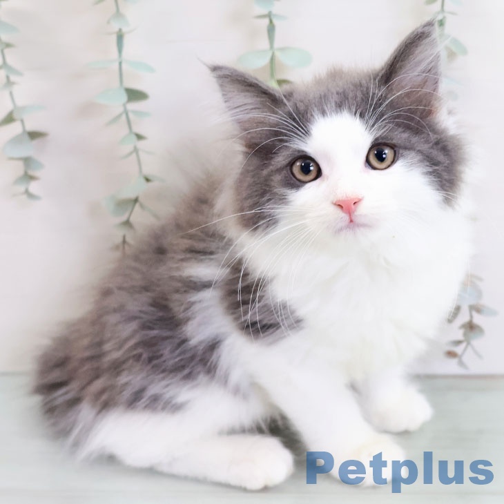 ノルウェージャンフォレストキャット