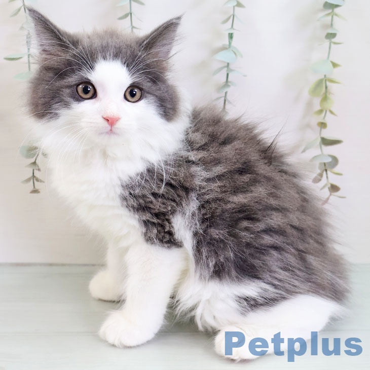 ノルウェージャンフォレストキャット