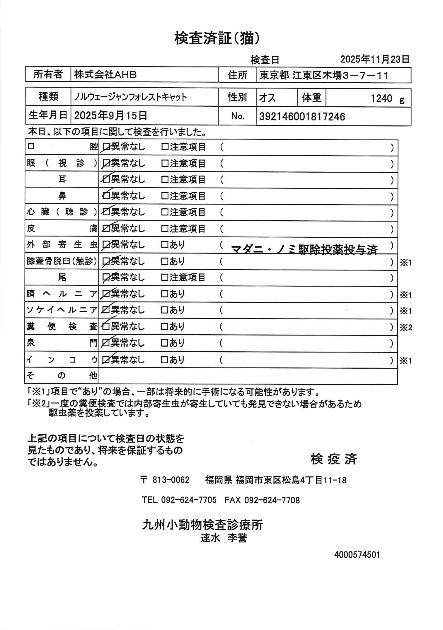 ノルウェージャンフォレストキャット
