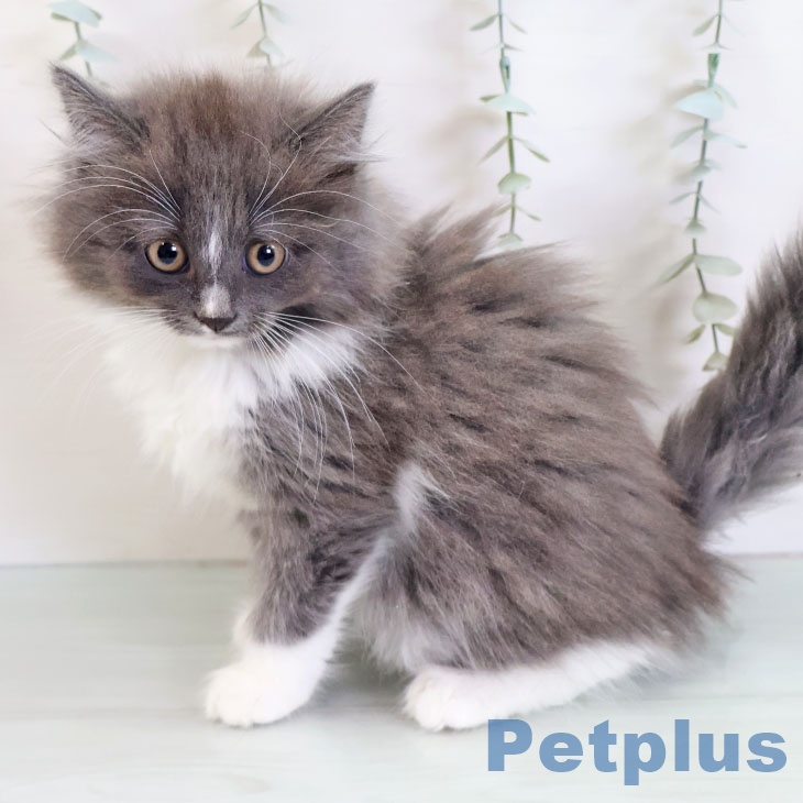 ノルウェージャンフォレストキャット