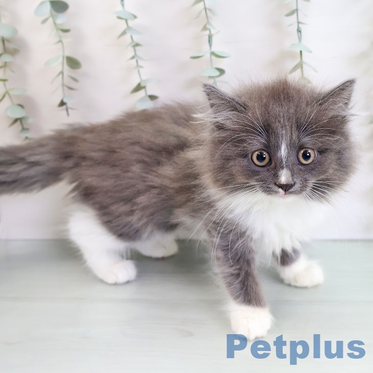 ノルウェージャンフォレストキャット