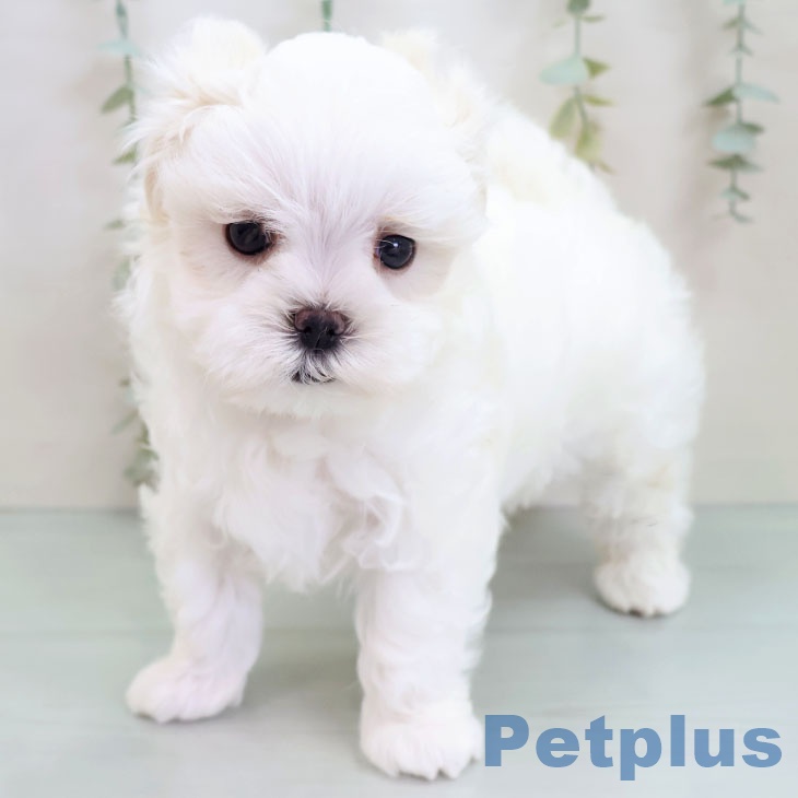 マルチーズの写真2