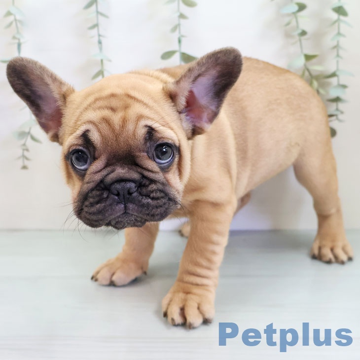 フレンチ・ブルドッグ