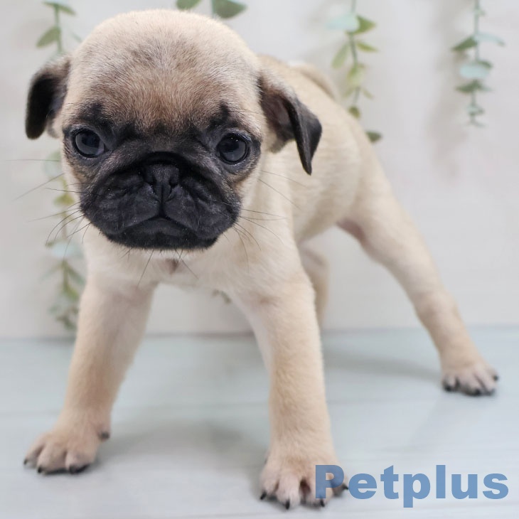 福岡県のパグ (ペットプラス 八幡東店/2025年9月28日生まれ/女の子/フォーン)の子犬の1枚目の画像