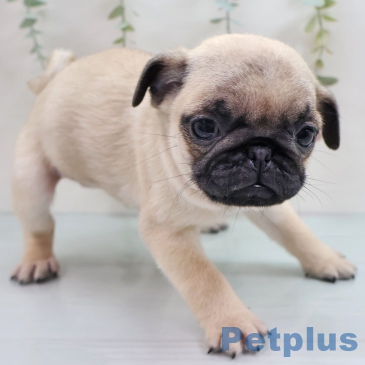 福岡県のパグ (ペットプラス 八幡東店/2025年9月28日生まれ/女の子/フォーン)の子犬の2枚目の画像