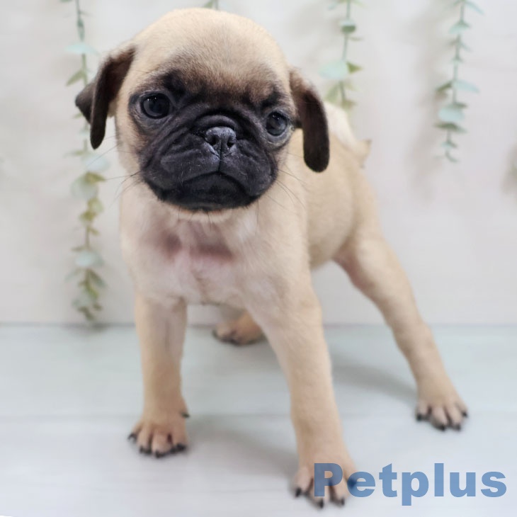 沖縄県のパグ (ペットプラス 沖縄ライカム店/2025年9月28日生まれ/女の子/フォーン)の子犬の1枚目の画像
