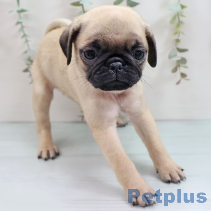 沖縄県のパグ (ペットプラス 沖縄ライカム店/2025年9月28日生まれ/女の子/フォーン)の子犬の2枚目の画像