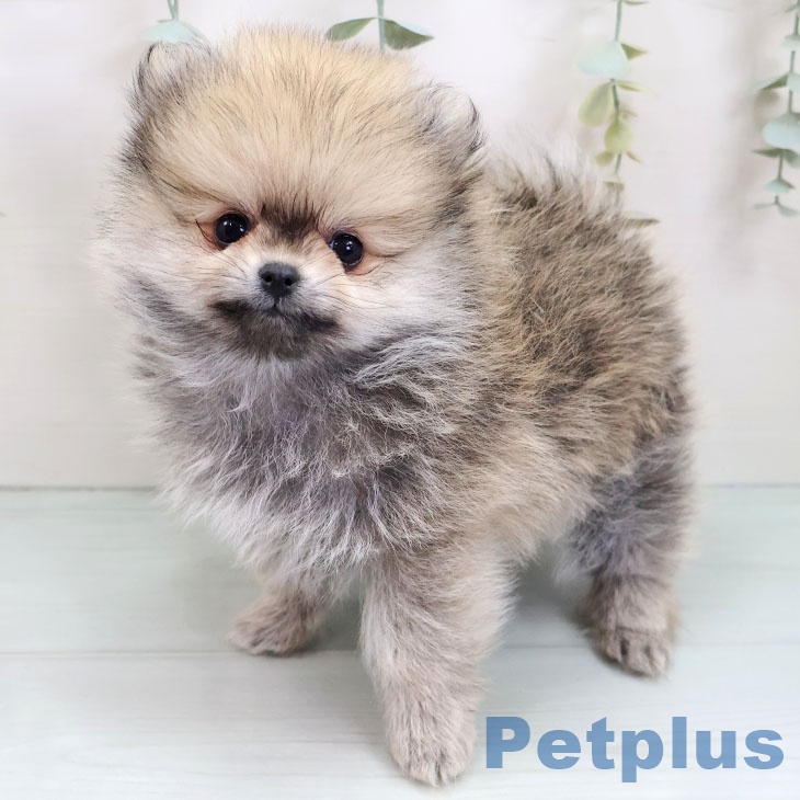 ポメラニアン