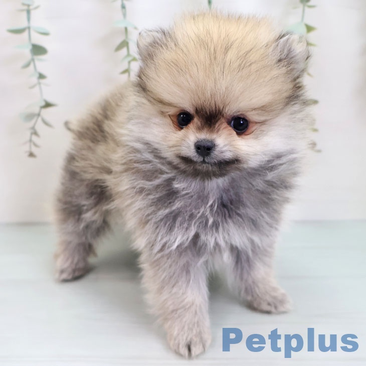 ポメラニアンの写真2