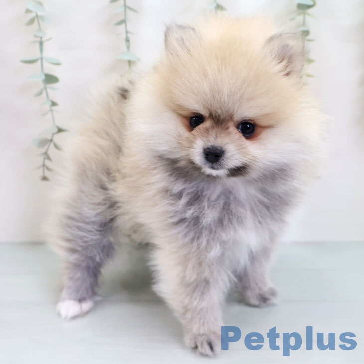 ポメラニアンの写真2