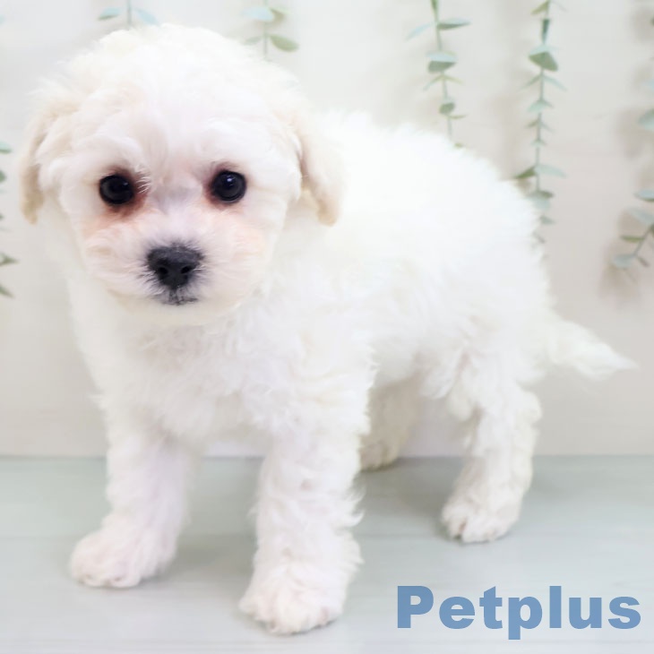 ビション・フリーゼ