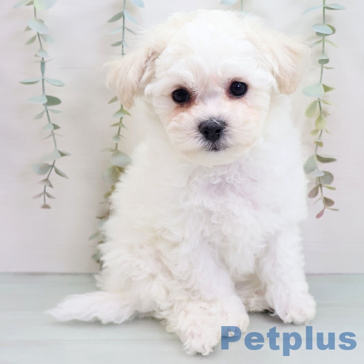 ビション・フリーゼ