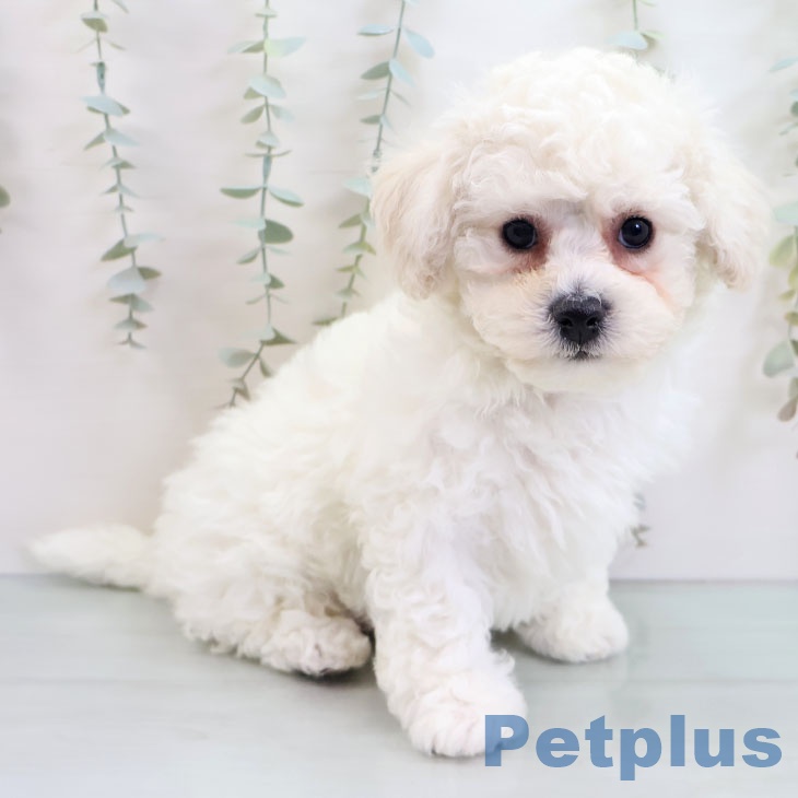 ビション・フリーゼ