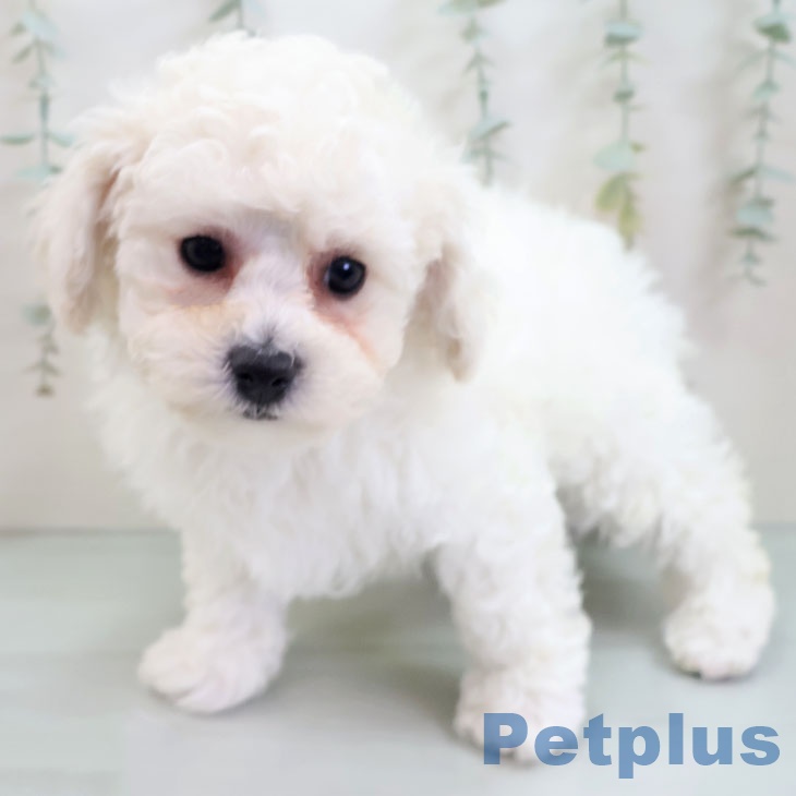 ビション・フリーゼ