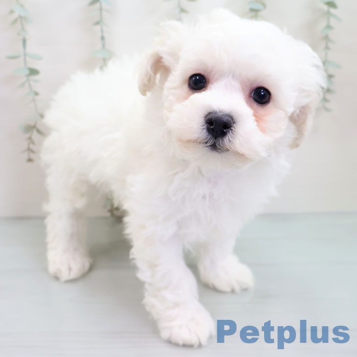 福岡県のビションフリーゼ (ペットプラス 小倉南店/2025年9月29日生まれ/女の子/ホワイト)の子犬