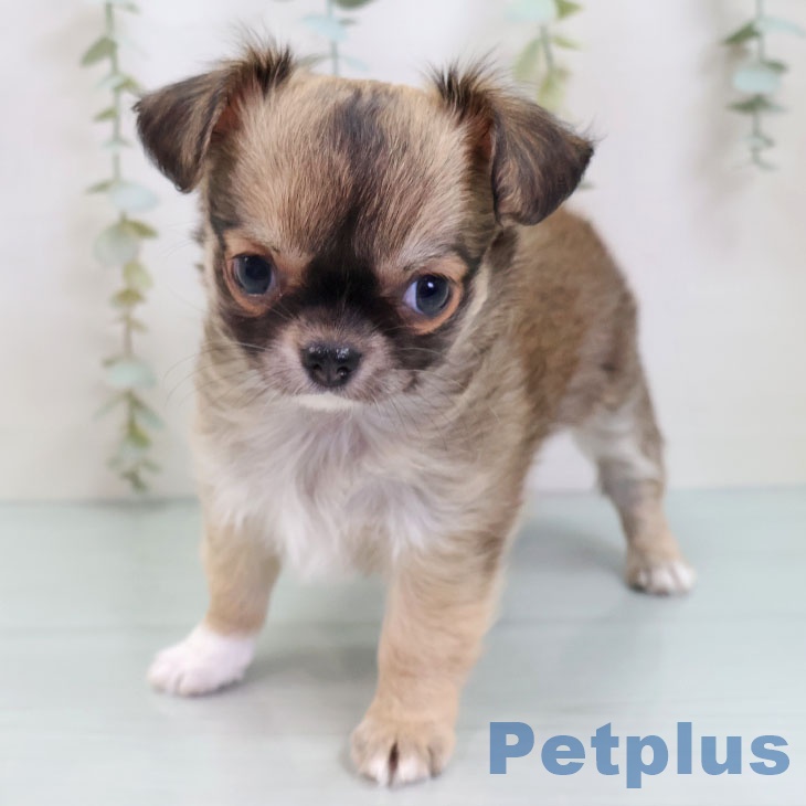 埼玉県のチワワ(ロング) (ペットプラス コクーンシティ店/2025年10月1日生まれ/女の子/フォーンホワイト)の子犬の1枚目の画像