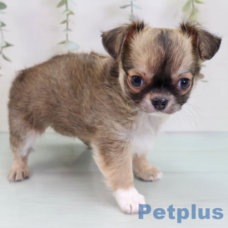 埼玉県のチワワ(ロング) (ペットプラス コクーンシティ店/2025年10月1日生まれ/女の子/フォーンホワイト)の子犬の2枚目の画像