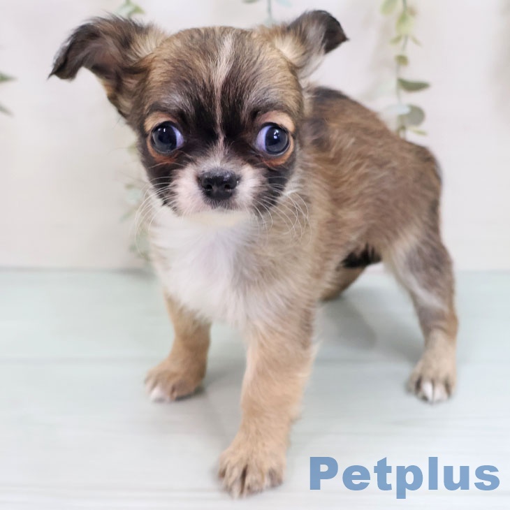 東京都のチワワ(ロング) (ペットプラス むさし村山店/2025年10月1日生まれ/女の子/フォーンホワイト)の子犬の1枚目の画像