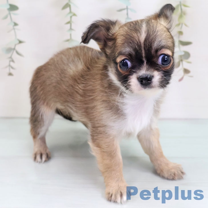 東京都のチワワ(ロング) (ペットプラス むさし村山店/2025年10月1日生まれ/女の子/フォーンホワイト)の子犬の2枚目の画像