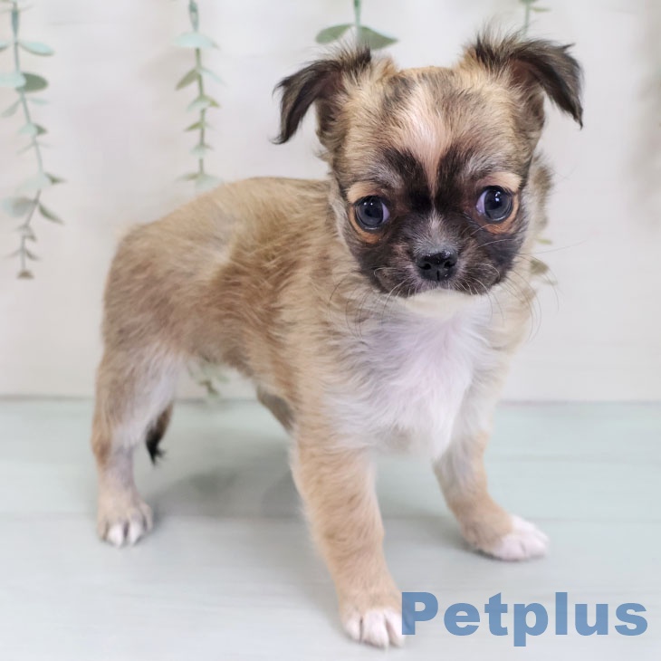 埼玉県のチワワ(ロング) (ペットプラス ららぽーと新三郷店/2025年10月1日生まれ/女の子/フォーンホワイト)の子犬の1枚目の画像