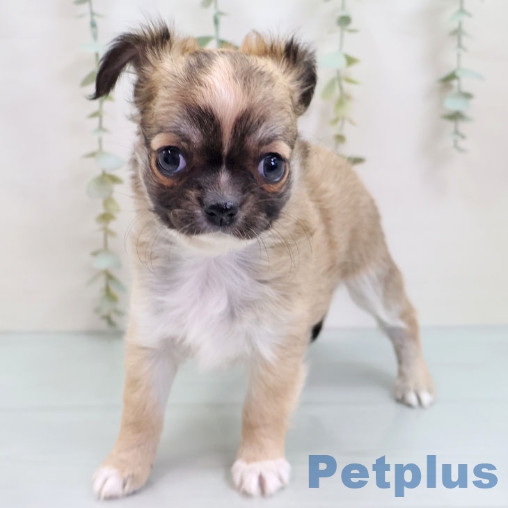 埼玉県のチワワ(ロング) (ペットプラス ららぽーと新三郷店/2025年10月1日生まれ/女の子/フォーンホワイト)の子犬の2枚目の画像