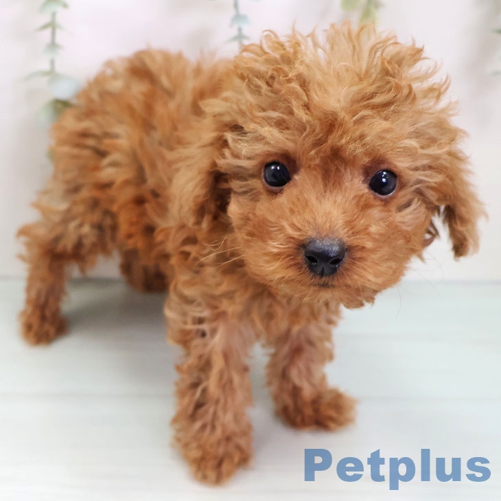 兵庫県のトイプードル(トイ) (ペットプラス 明石店/2025年9月18日生まれ/女の子/レッド)の子犬の2枚目の画像