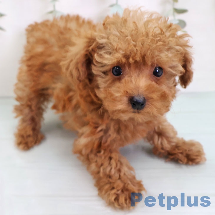 大阪府のトイプードル(トイ) (ペットプラス りんくう泉南店/2025年9月18日生まれ/女の子/レッド)の子犬の1枚目の画像
